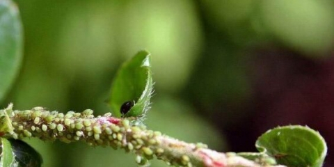 Kako prskati stablo jabuke od lisnih uši